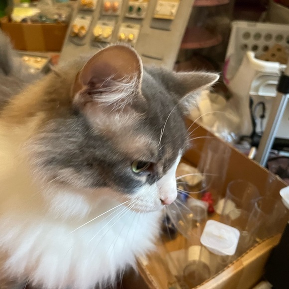 Meet your Posher, Cassie - Picture 12 of 15